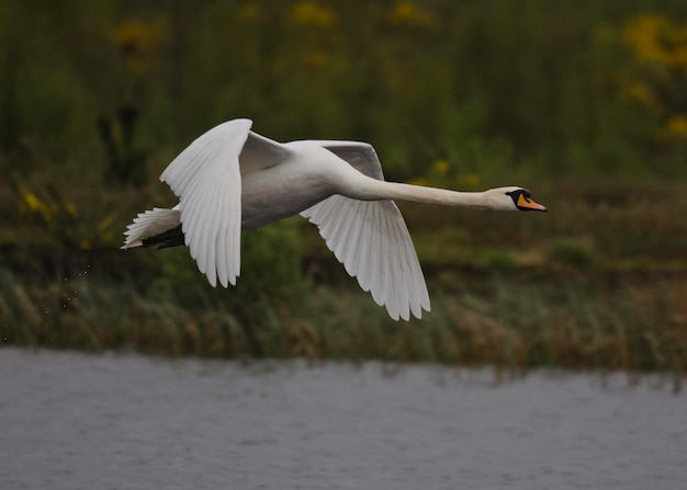 Photo bird flying over river