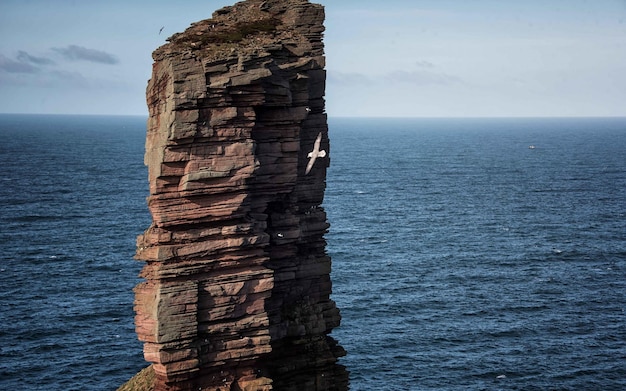 Photo a bird flying over a rock in the ocean