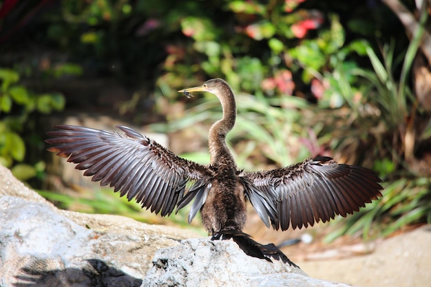 Photo bird flying over rock