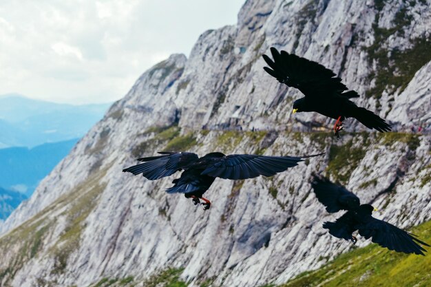 Foto un uccello che vola sopra una roccia