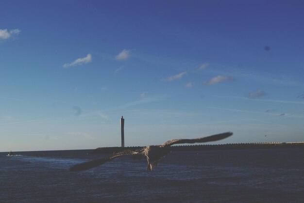 Photo bird flying over sea against blue sky during sunset