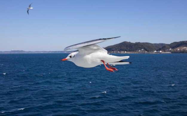 晴れた空の前で海を飛ぶ鳥