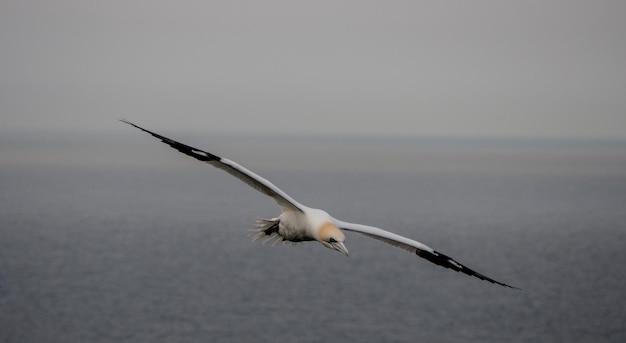 Foto un uccello che vola sul mare contro un cielo limpido