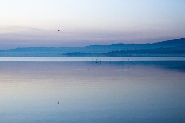 Bird flying over sea against sky