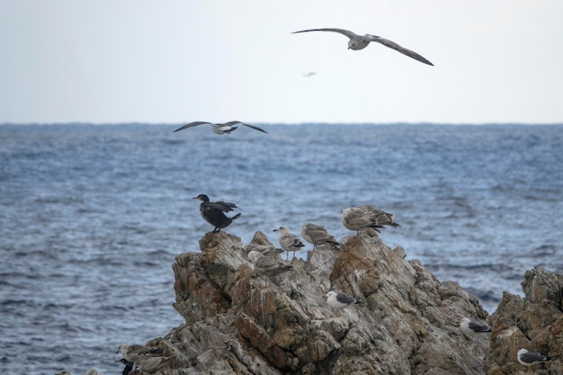 Bird flying over sea against sky