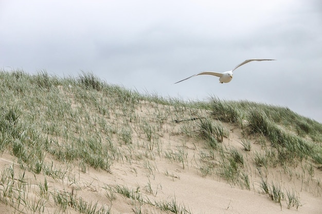 Photo bird flying over sea against sky