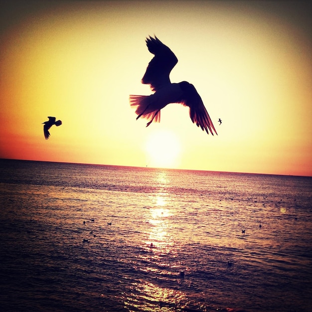 Foto uccello che vola sopra il mare al tramonto