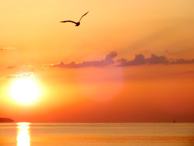 Bird flying over sea at sunset