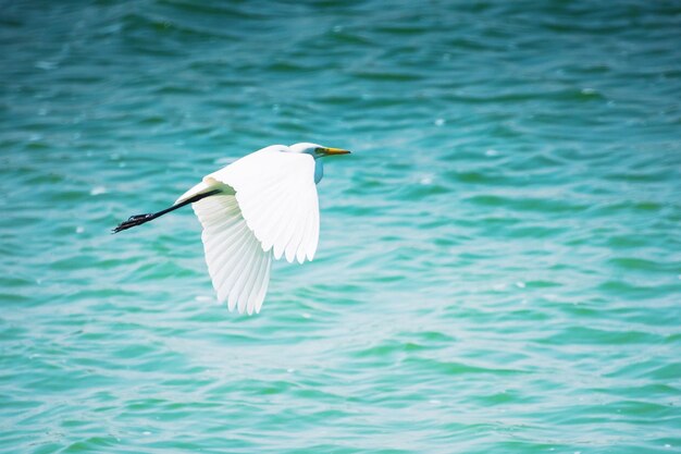 Photo bird flying over sea