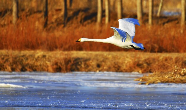 Photo bird flying over the sea