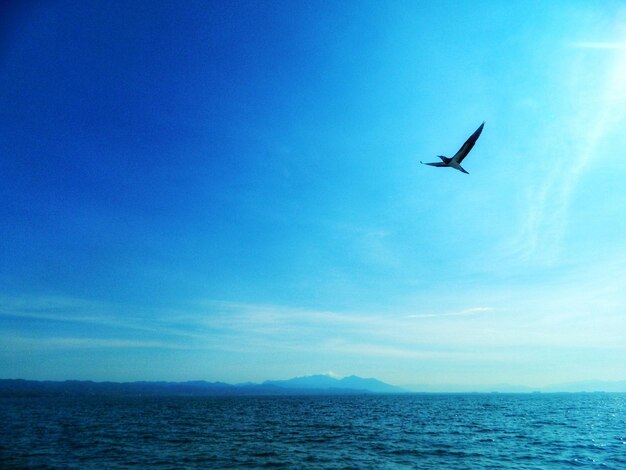 Bird flying over sea