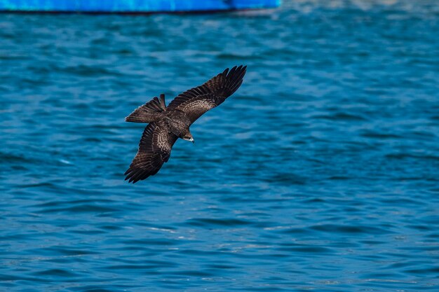 Photo bird flying over sea