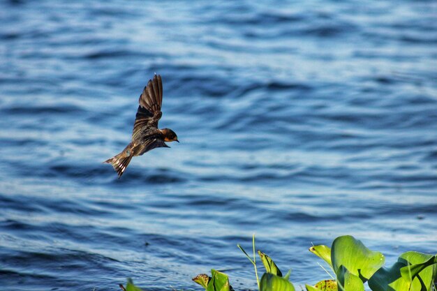 Photo bird flying over sea