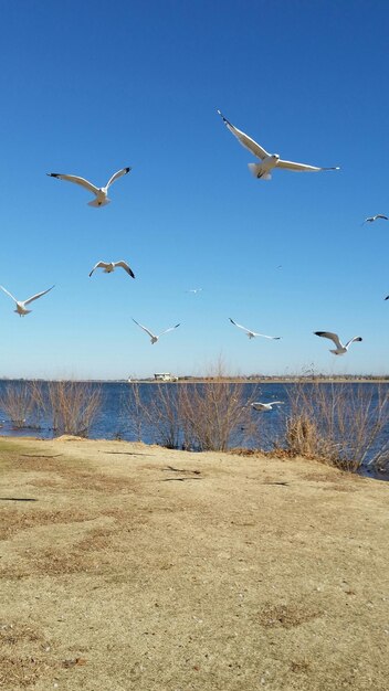 Bird flying over sea