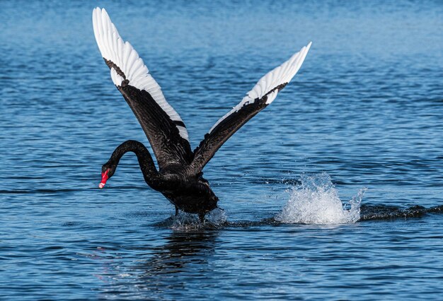 Bird flying over sea