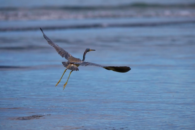 Foto uccello che vola sul mare