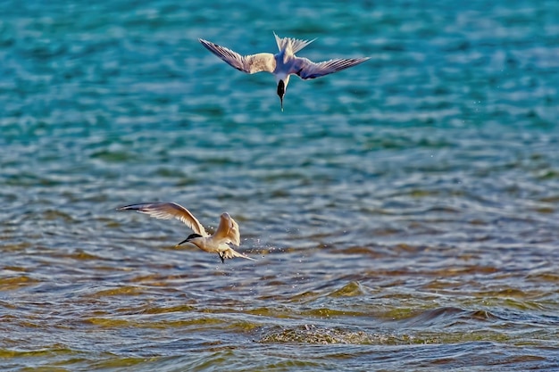 Bird flying over sea