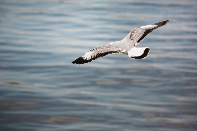 海を飛ぶ鳥