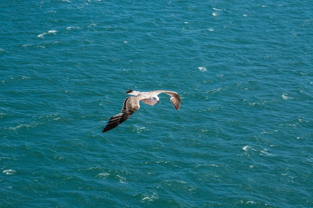 Photo bird flying over sea