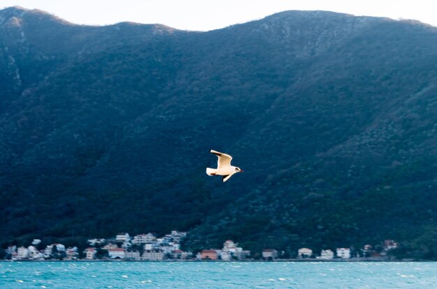 Bird flying over sea