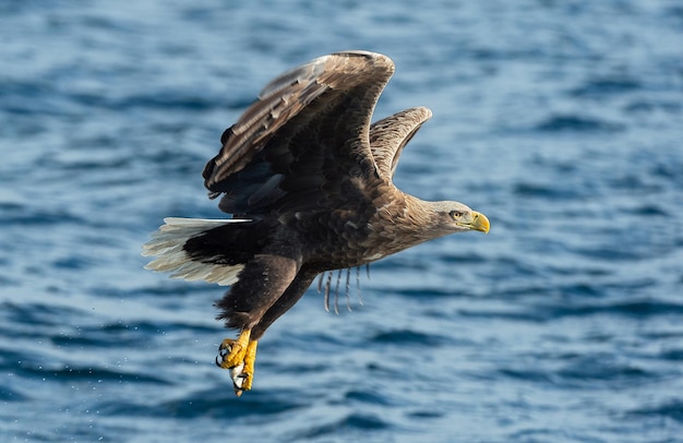 Foto uccello che vola sul mare