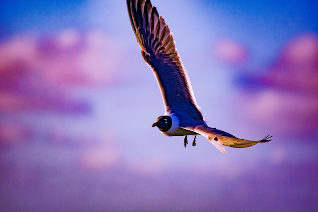 Bird flying in the sky during beautiful sunset