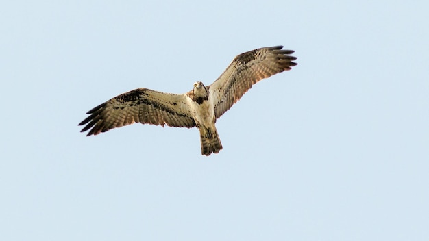 a bird flying in the sky with a bird in the air