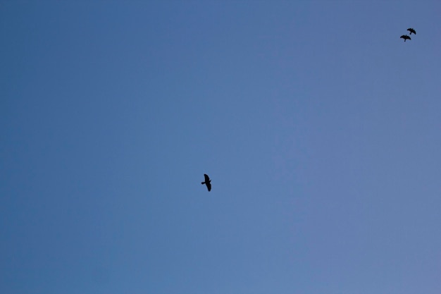 A bird flying in the sky with the sun shining behind it.