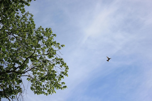 背景に木がある空を飛ぶ鳥
