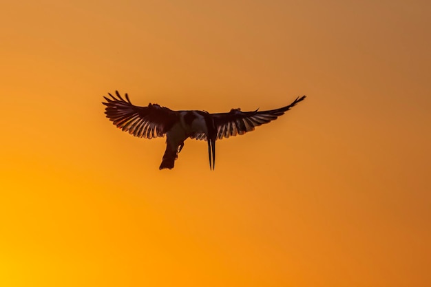 Foto un uccello che vola nel cielo