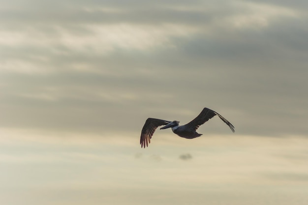 Photo bird flying in sky