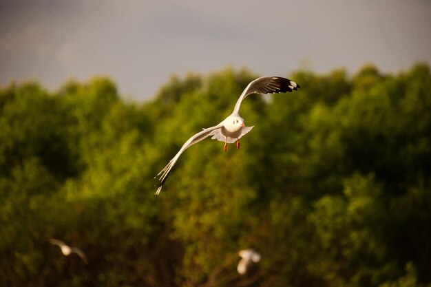 Photo bird flying in the sky