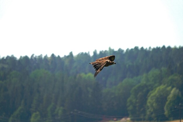 Foto un uccello che vola nel cielo