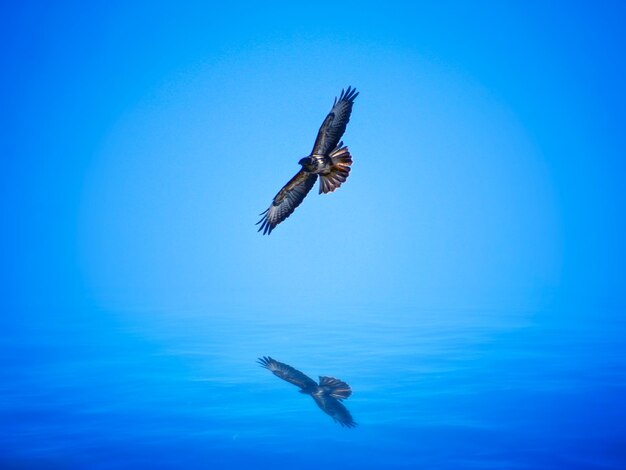 Bird flying in the sky