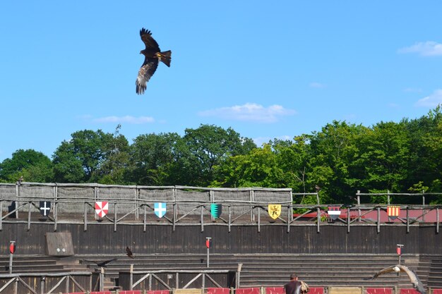 Bird flying in the sky