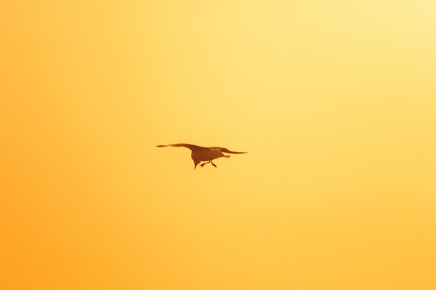 Bird flying in sky