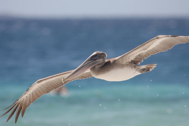 空を飛ぶ鳥