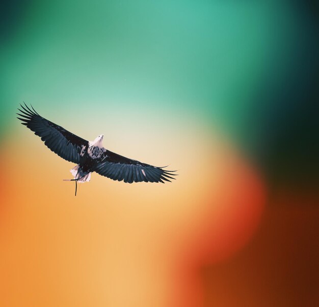 Bird flying over the sky