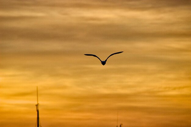 Bird flying in sky