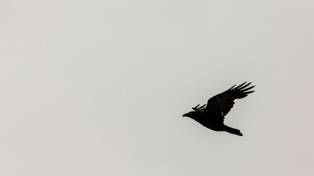 Foto un uccello che vola nel cielo