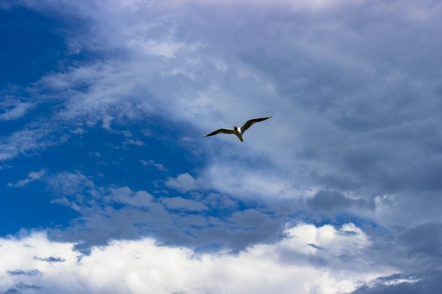 A bird flying in the sky