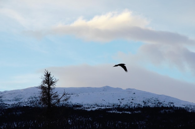 Bird flying over snow covered mountain against sky