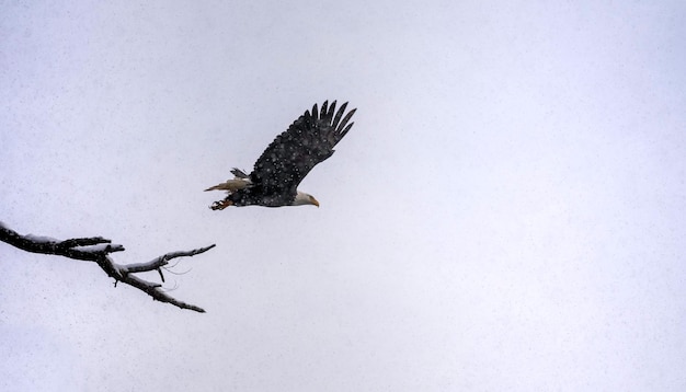 Photo bird flying over snow field