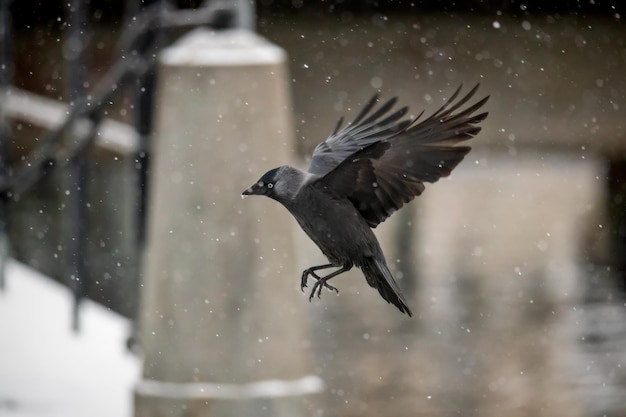 Bird flying in snow