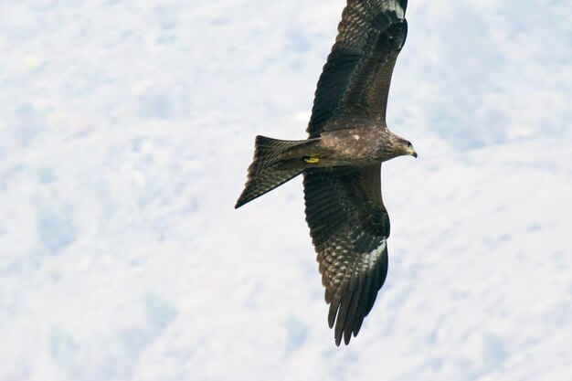 Bird flying in a snow