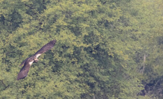 A bird flying through the trees with the word eagles on it