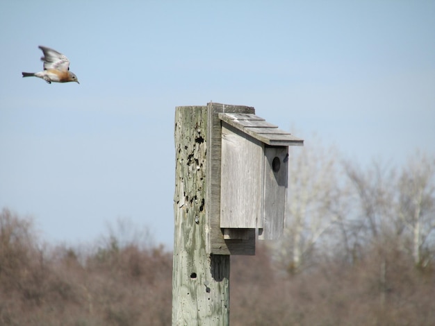 晴れた空の下で家に向かって飛ぶ鳥