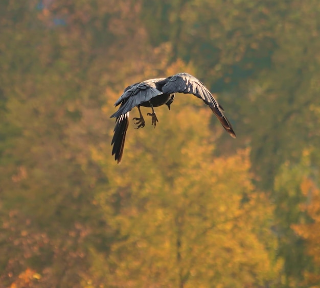 Foto un uccello che vola sopra un albero