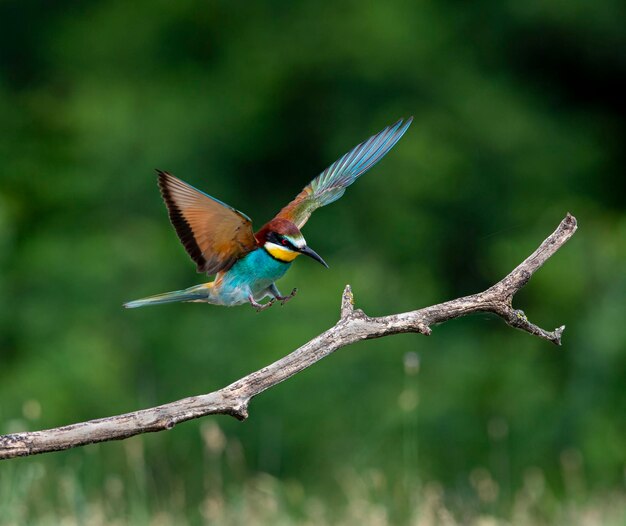 Bird flying over a tree