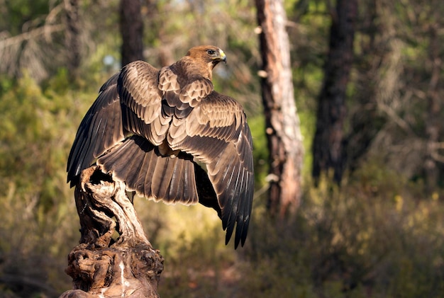 Photo bird flying over a tree